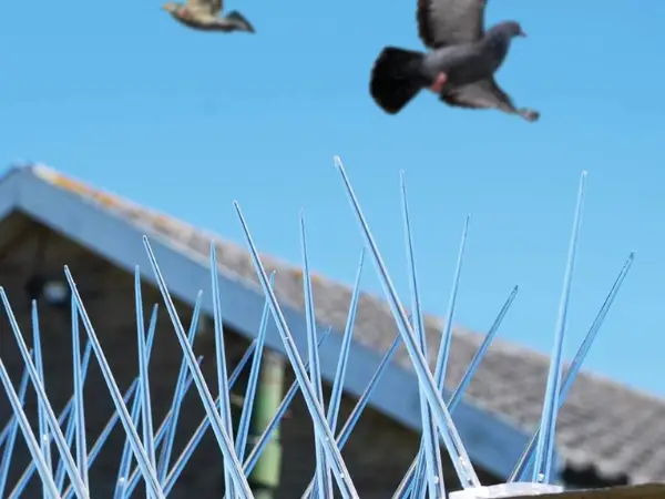 Bird Nets installation in Hyderabad 2