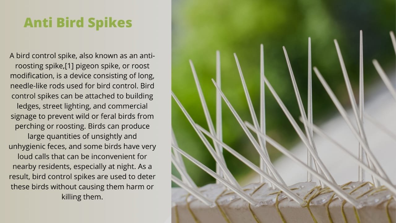 Bird-Spikes.jpeg